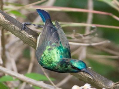 bird1.jpg