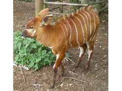 Conservation of the Endangered Mountain Bongo Antelopes in Mt. Kenya-BD-1