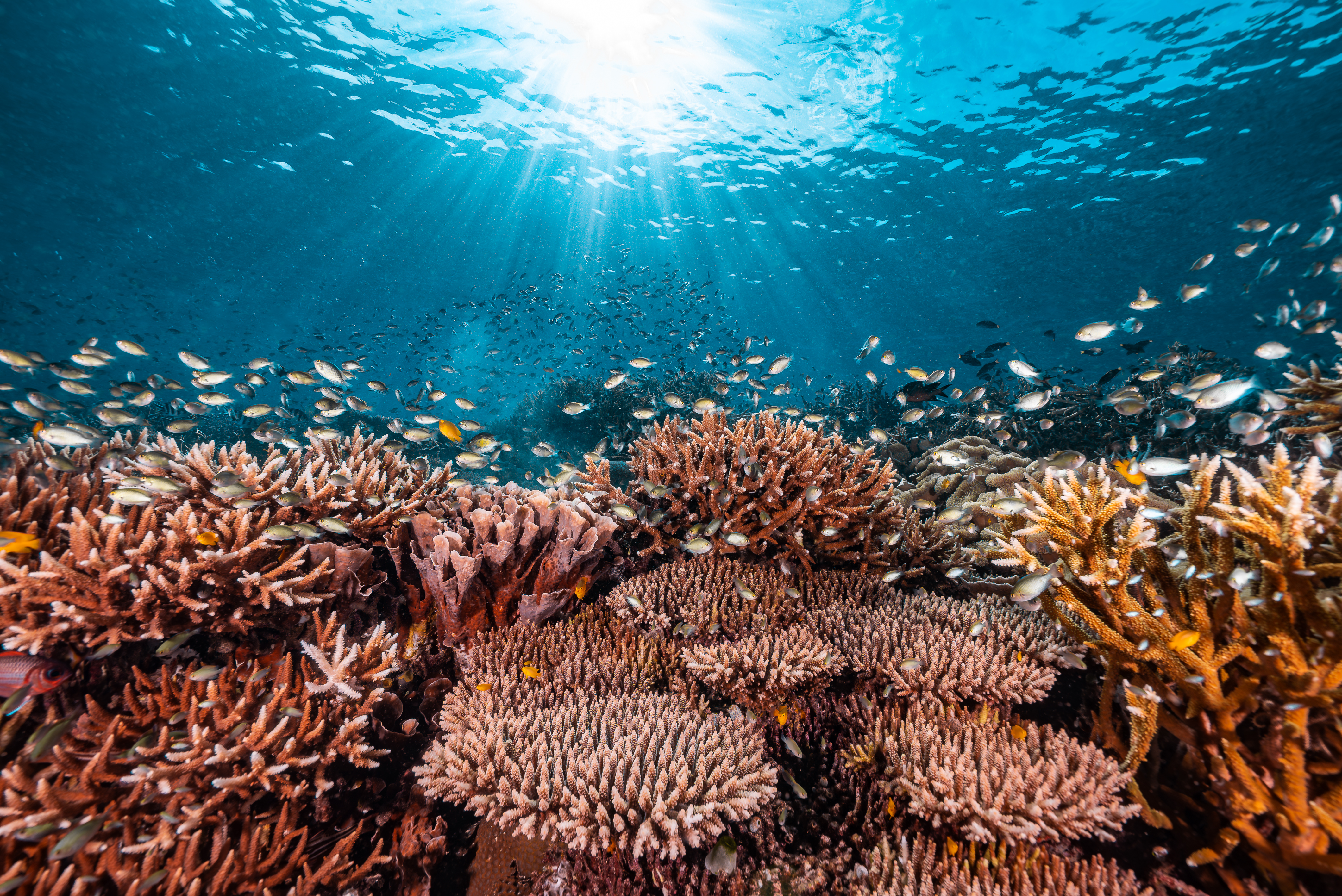 Credit-%20Noemi%20Merz%20%20Ocean%20Image%20Bank.jpg