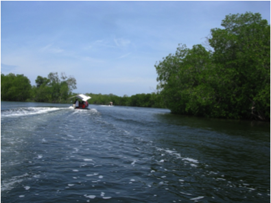 Mangrove protection, El Salvador