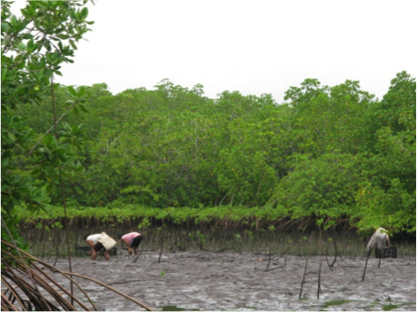 Mangrove protection, El Salvador