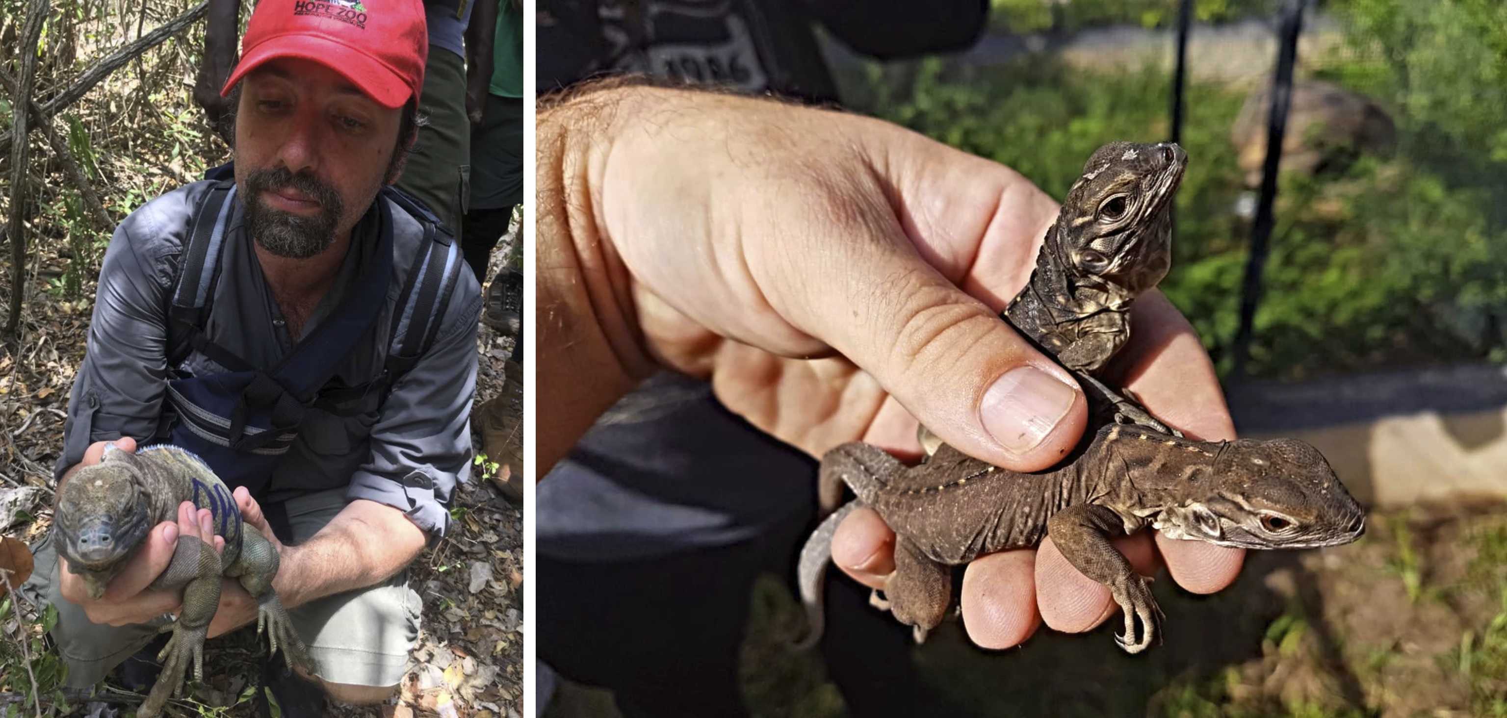 Hatchings of Iguana