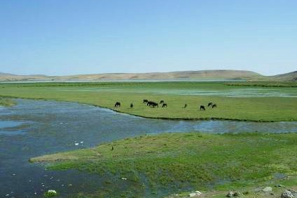 SiranGoli Wetland Rehabilitaion livestock