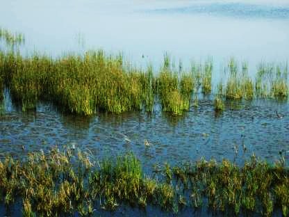 SiranGoli Wetland Rehabilitaion revitalized