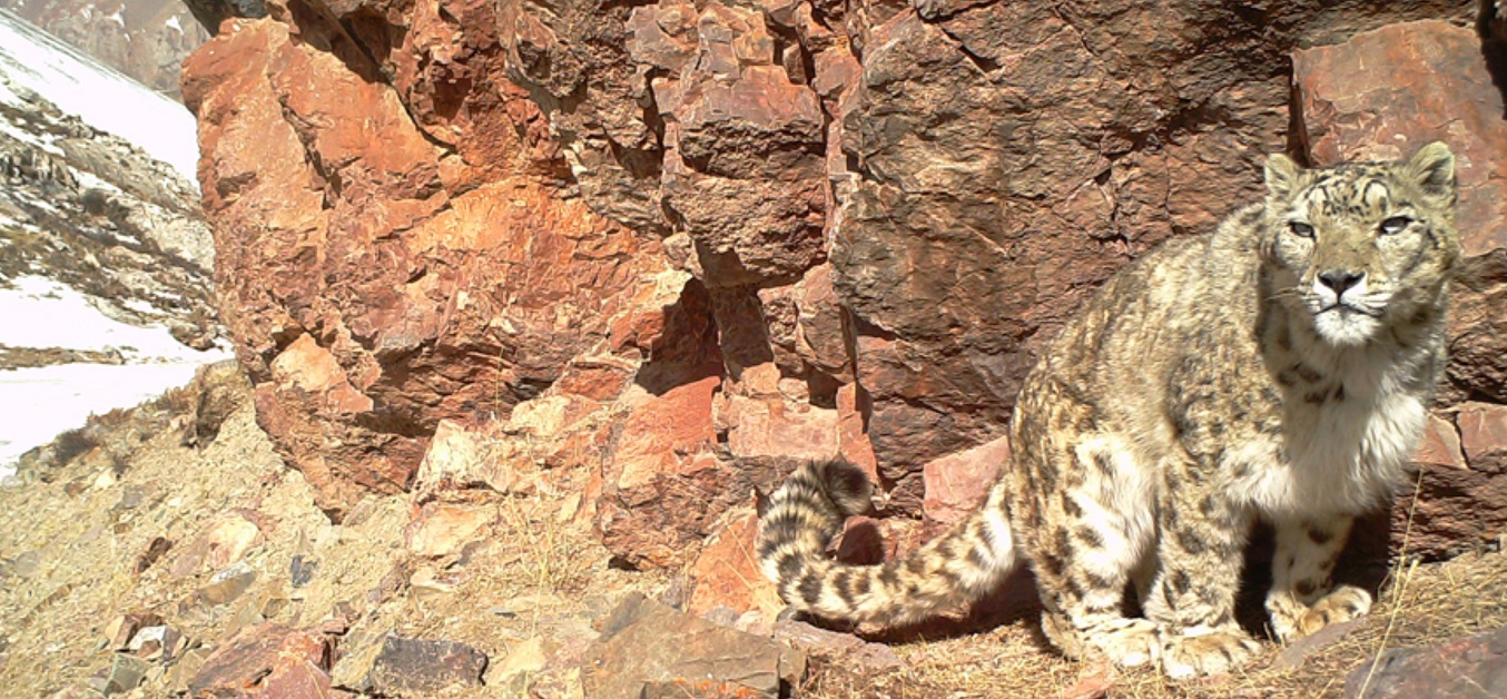 Snow leopard   GSLF small