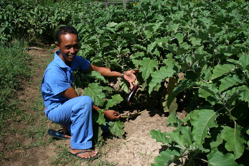 Suriname Organic Farming 2