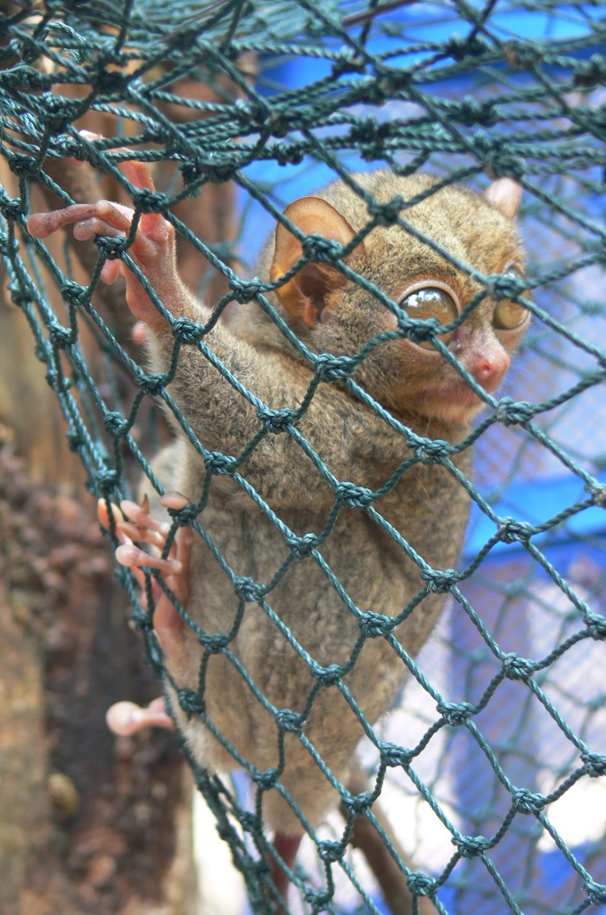 Tarsius Bancanus Saltator Conservation Belitung