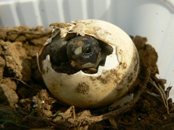 Tortoise Conservation in Bulgaria-BD-1