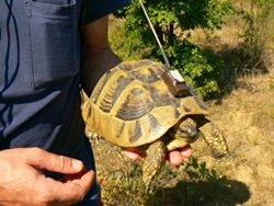 Tortoise Conservation in Bulgaria-BD-2