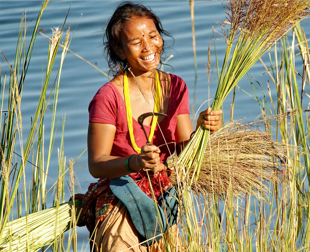 Wild paddy in the wetlands