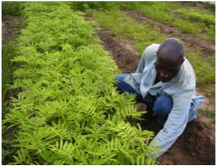 Organic farming in Manicaland Province, Zimbabwe