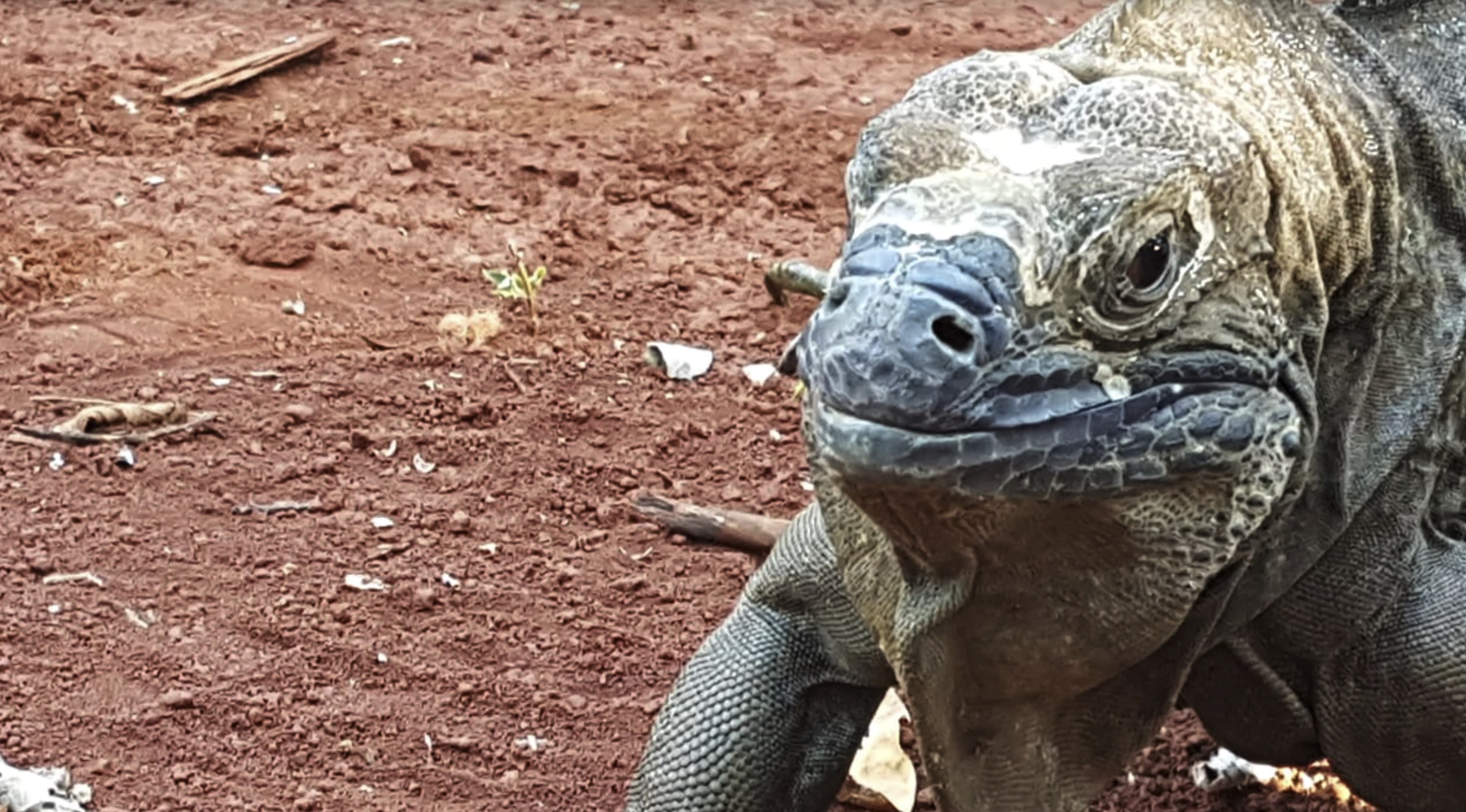 adult iguana