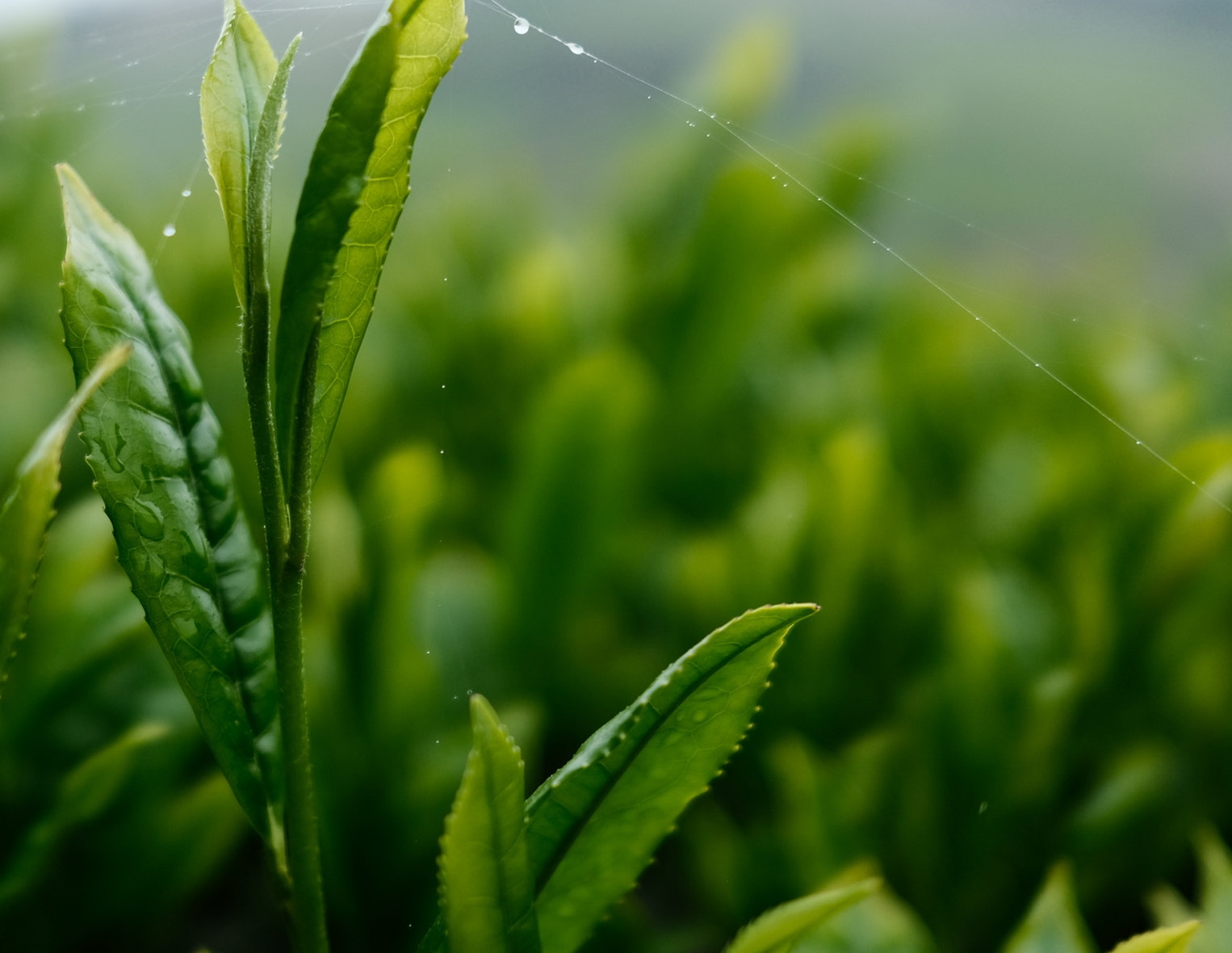 Seminar on Locally-led Landscape Approaches