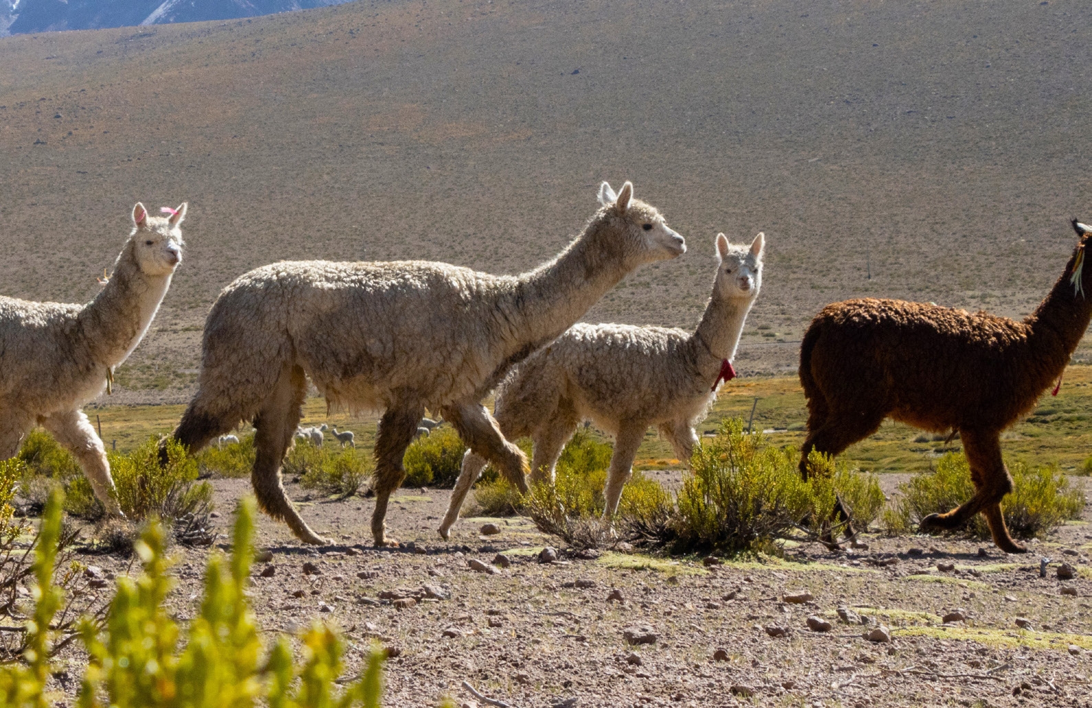 High-Level Political Forum 2025