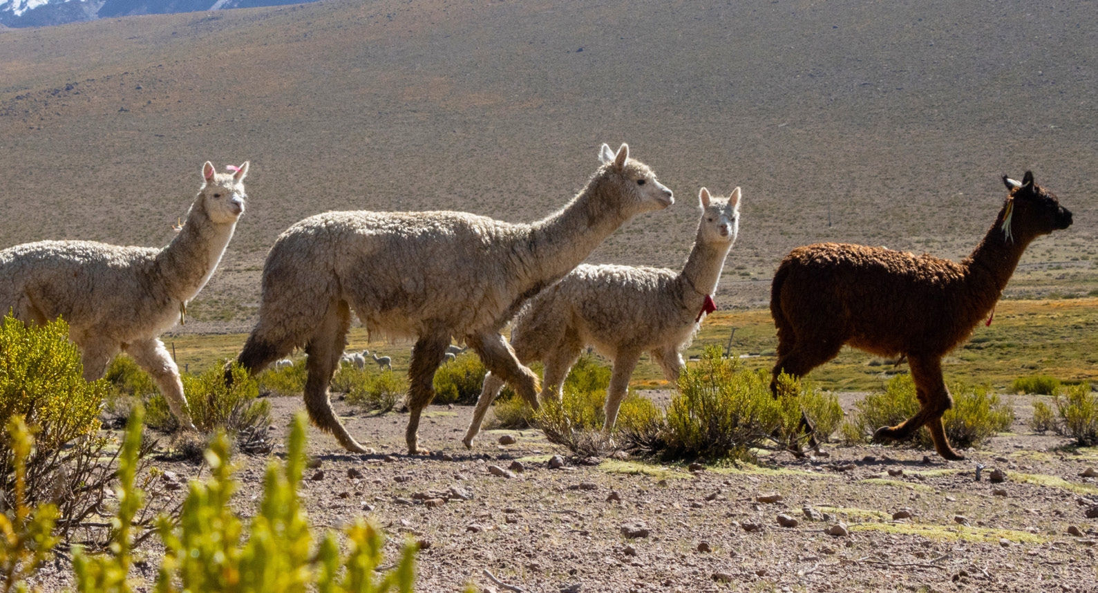 The Samsun Wetland Landscape, Türkiye