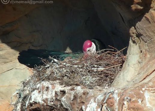 ibis nest