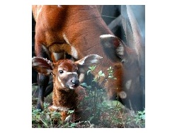 Mt. Kenya communities play key role in return of endangered bongo antelopes BD-1