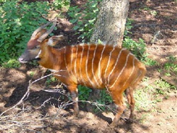 Repatriation of the Mountain Bongo Antelope to Mt. Kenya World Heritage Site-BD-1