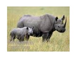 Khama Rhino Sanctuary - BD -1