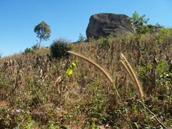 Reforestation of the Soche Mountain Forest Reserve in Malawi BD LD -3