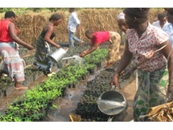 Reforestation of the Soche Mountain Forest Reserve in Malawi BD LD -6