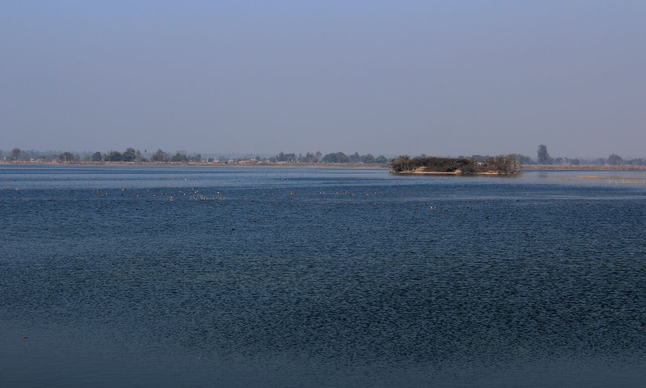 wetland with birds