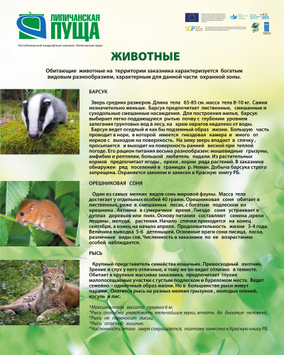 Reserve Lipichanskaya puscha - Belarus