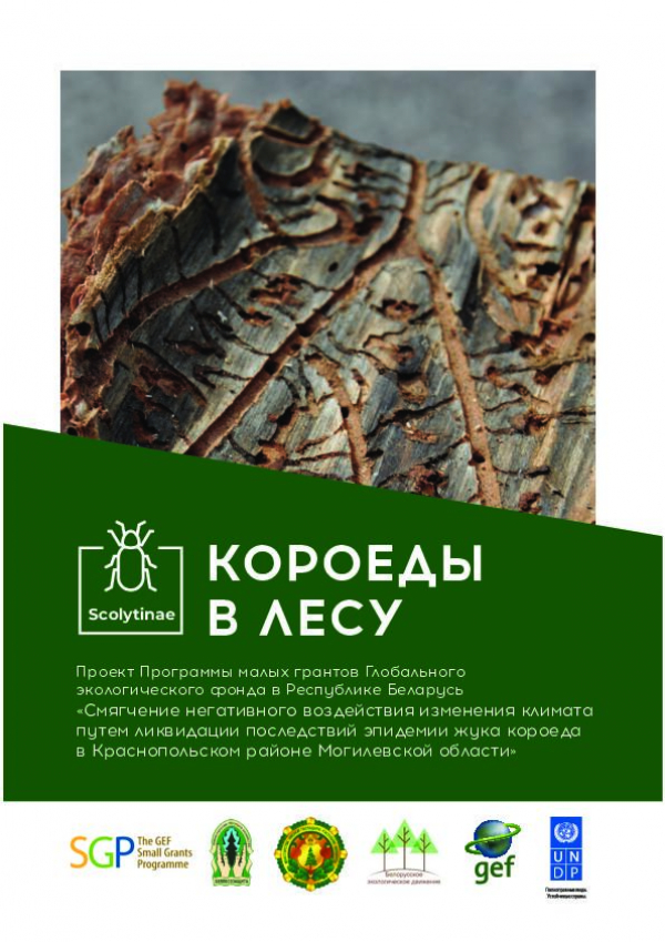 Bark beetle in forests