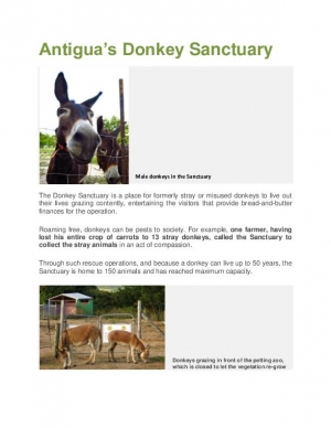 Sancturary of Donkeys in Antigua