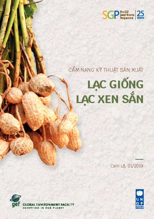 Production of groundnut inter-cropped with cassava: A technical guidance